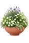 Preview: Klassische Impruneta Terracotta Schale – schlicht, elegant und frostfest